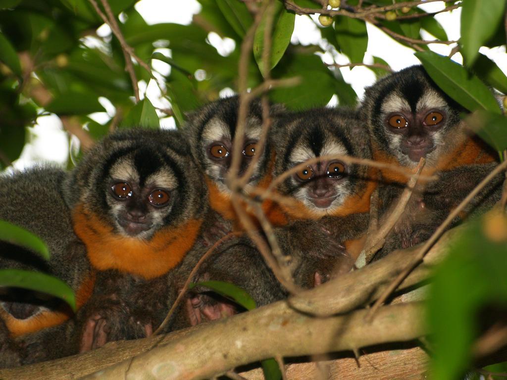 Pousada Do Rio Mutum Barao de Melgaco Exteriér fotografie